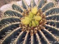 Ferocactus glaucescens JL543.jpg